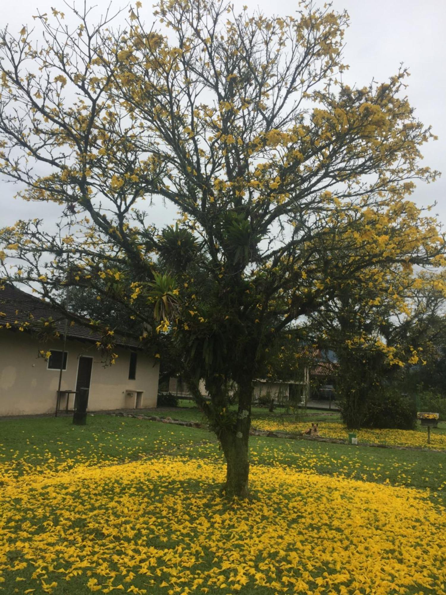 Sitio Pingo D Ouro Villa Joinville Exteriör bild